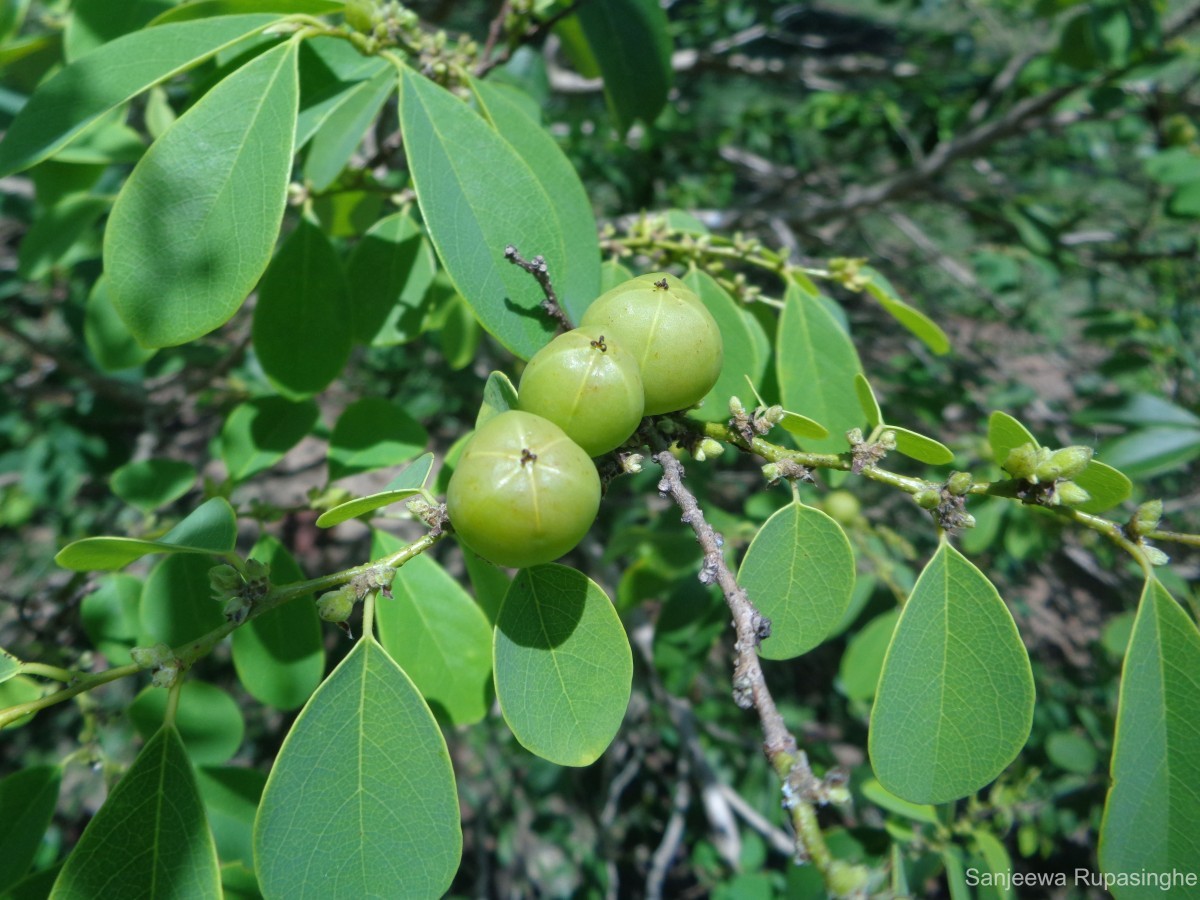 Cleistanthus collinus (Roxb.) Benth. ex Hook.f.